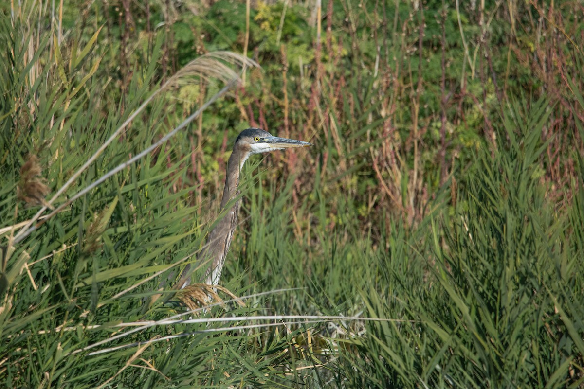 Great Blue Heron - ML643716615