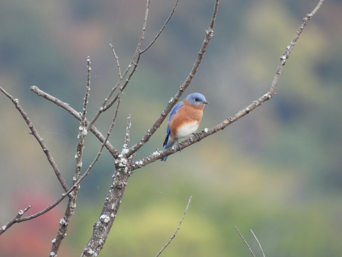 salašník modrý - ML643716616