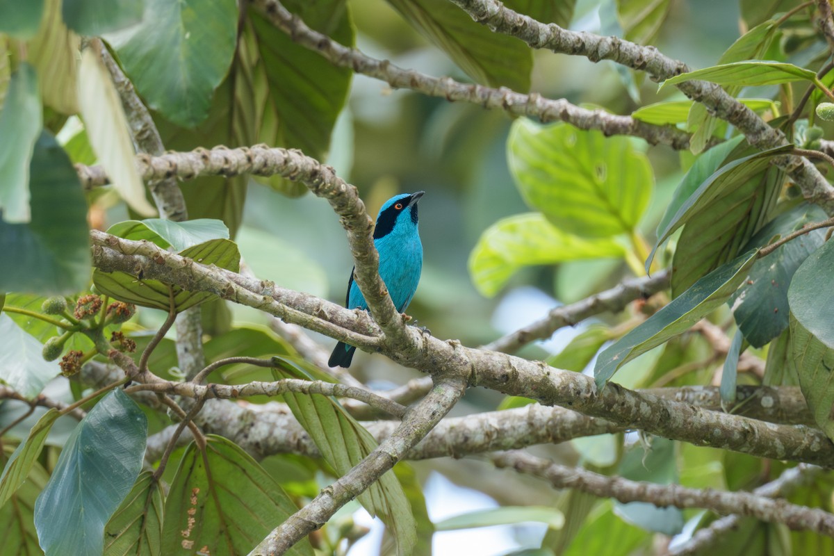 Turquoise Dacnis - ML643716621
