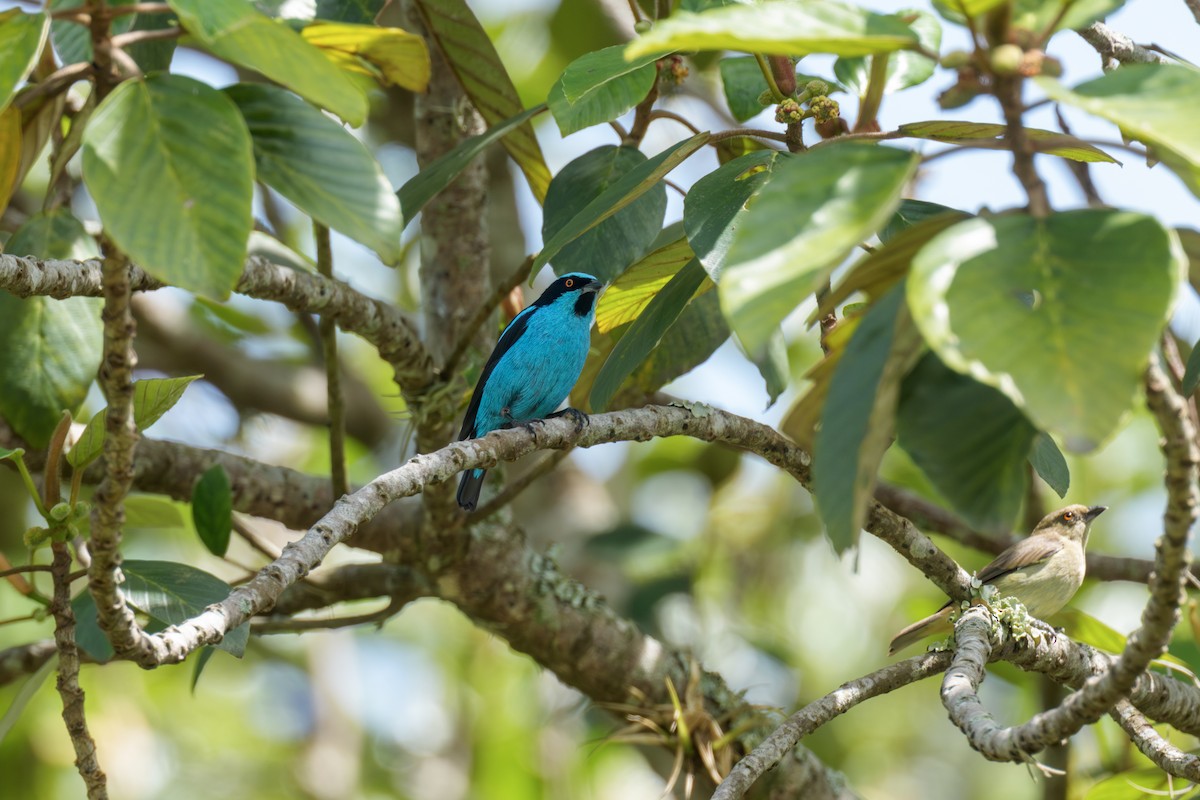 Turquoise Dacnis - ML643716622
