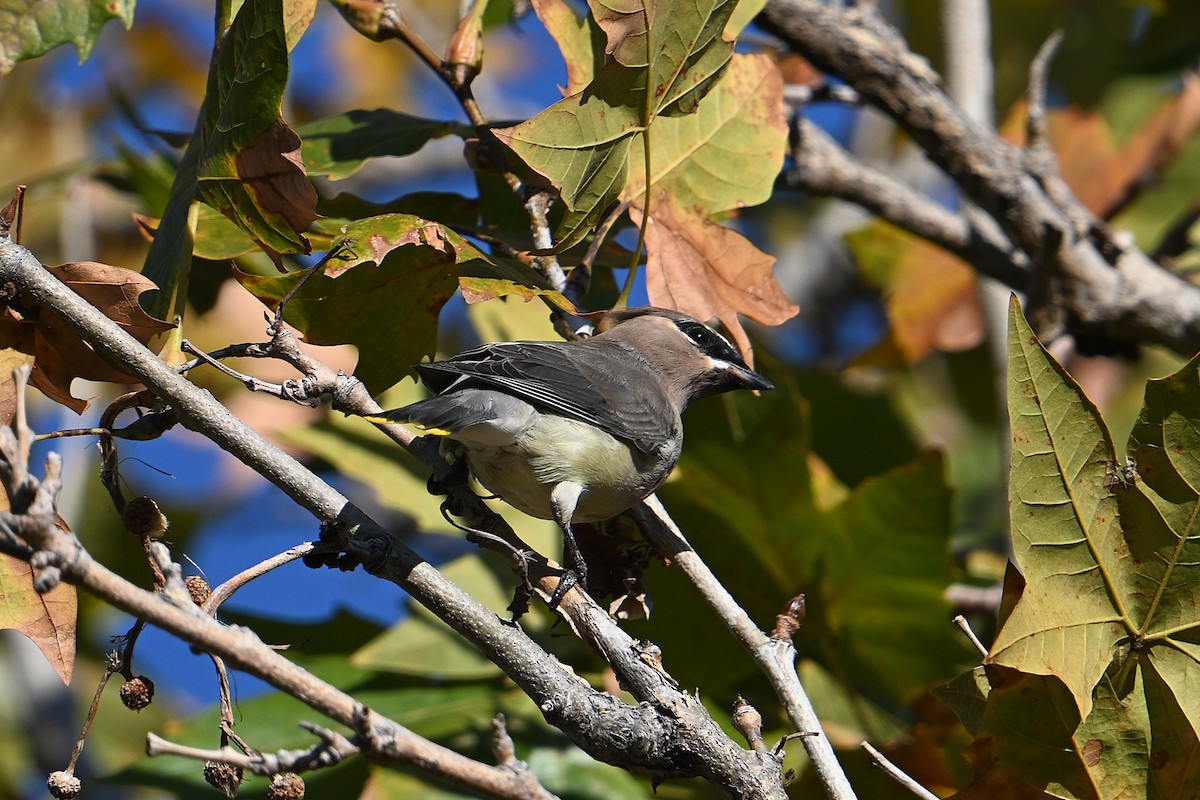 Cedar Waxwing - ML643716632