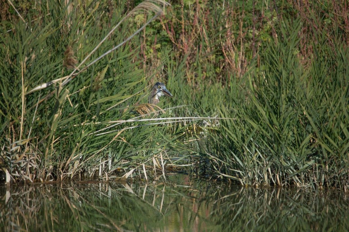Great Blue Heron - ML643716634