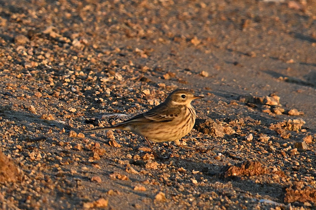 American Pipit - ML643716642