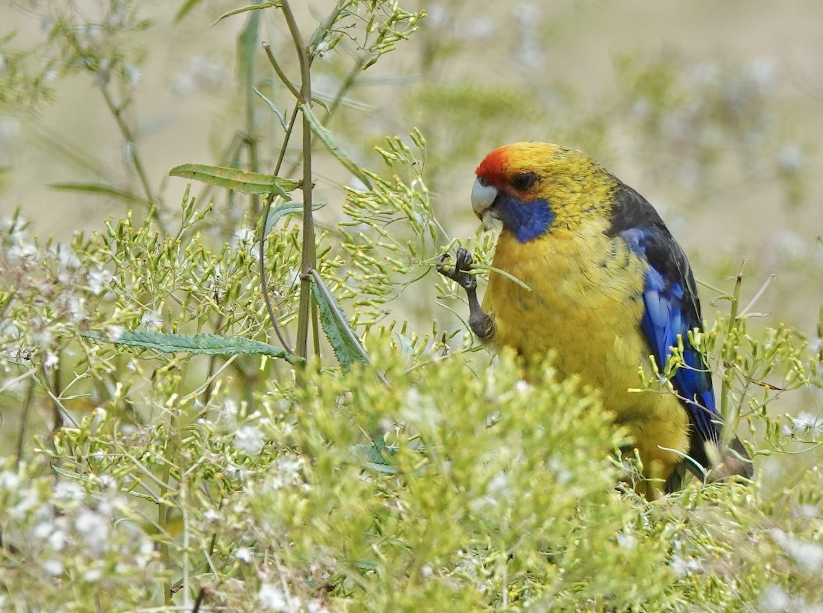 Green Rosella - ML643716644