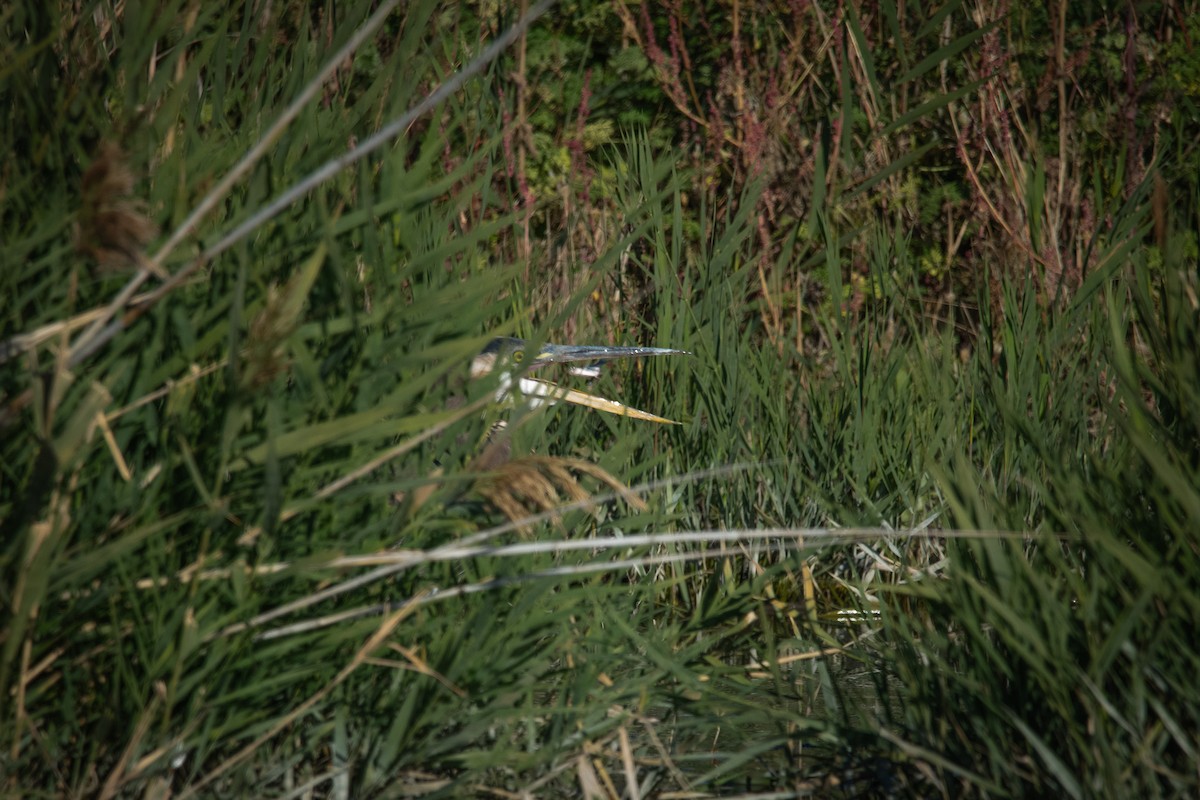Great Blue Heron - ML643716649