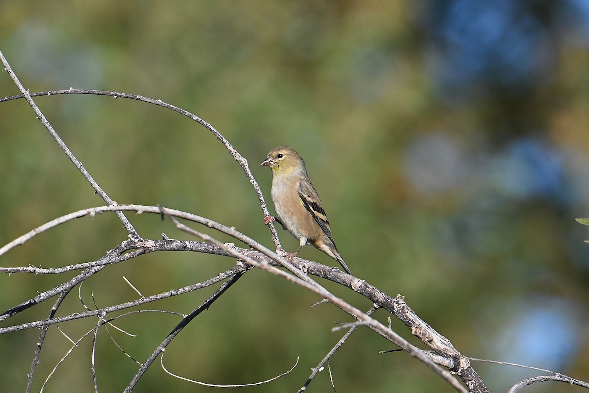 American Goldfinch - ML643716650