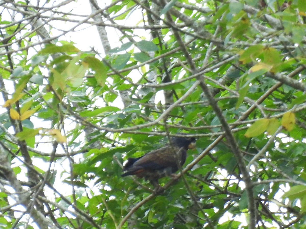 Bronze-winged Parrot - ML643716654