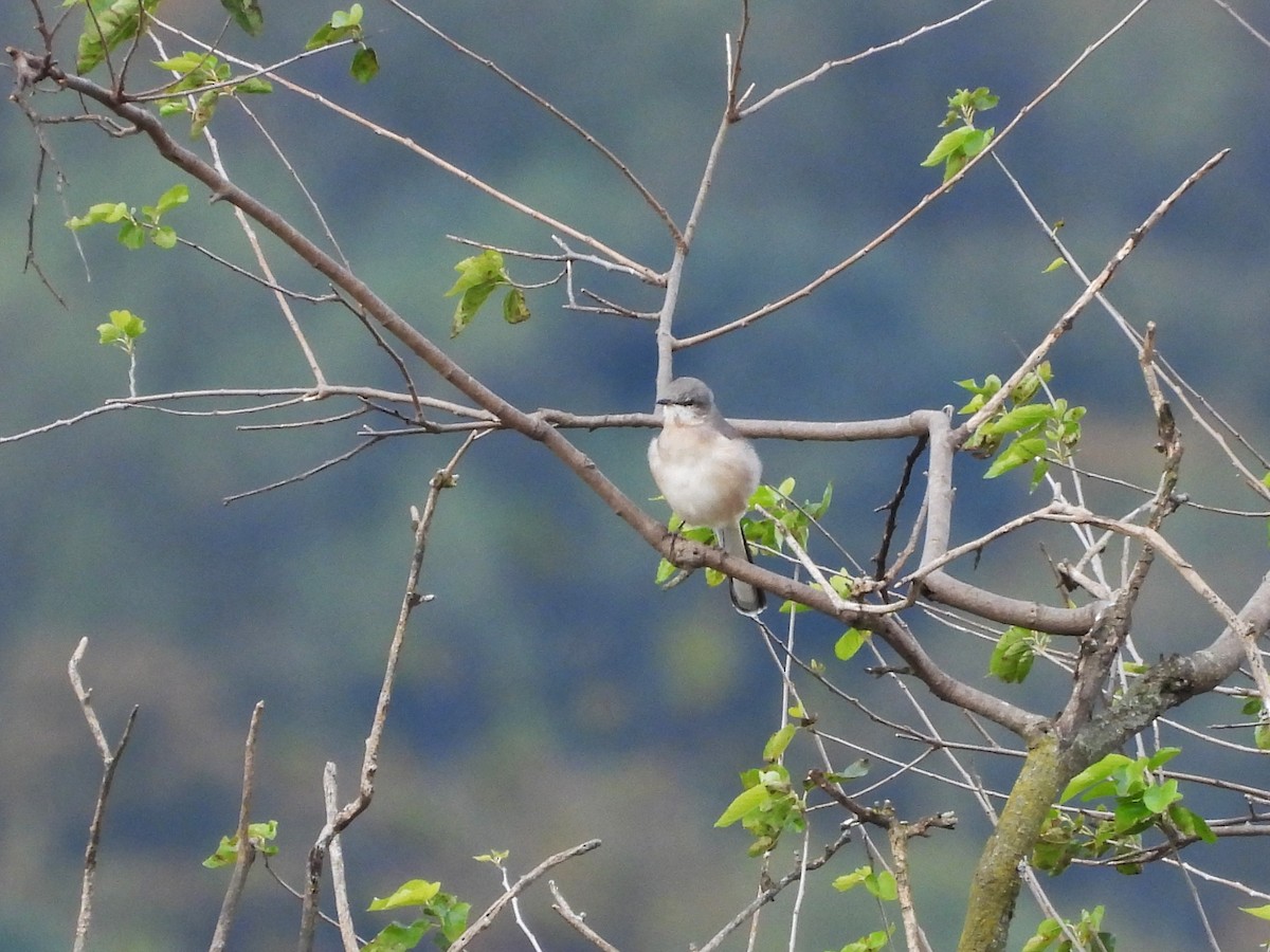 drozdec mnohohlasý - ML643716656