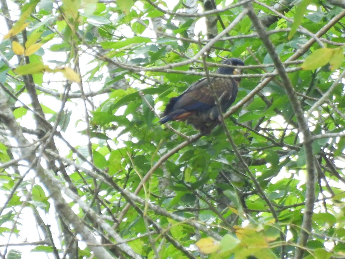 Bronze-winged Parrot - ML643716657
