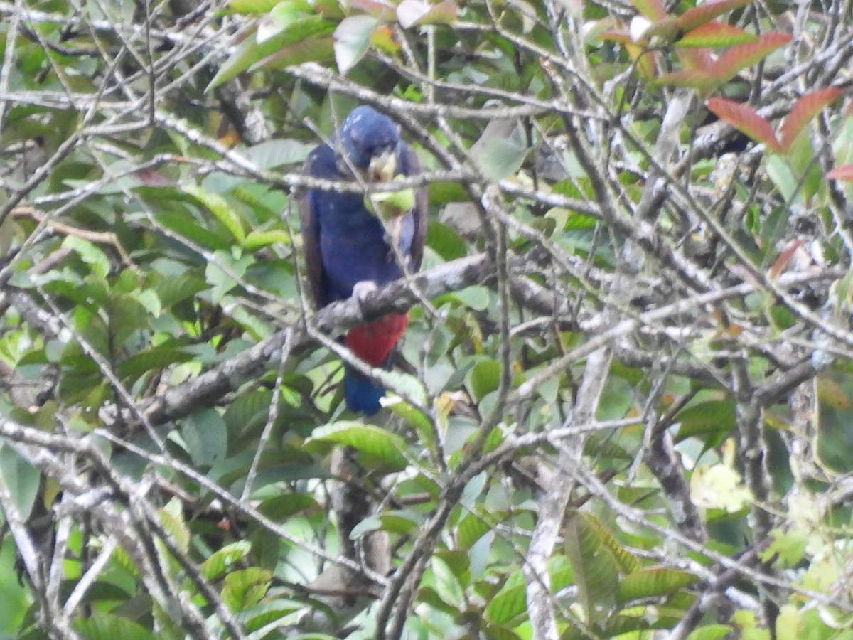 Bronze-winged Parrot - ML643716663