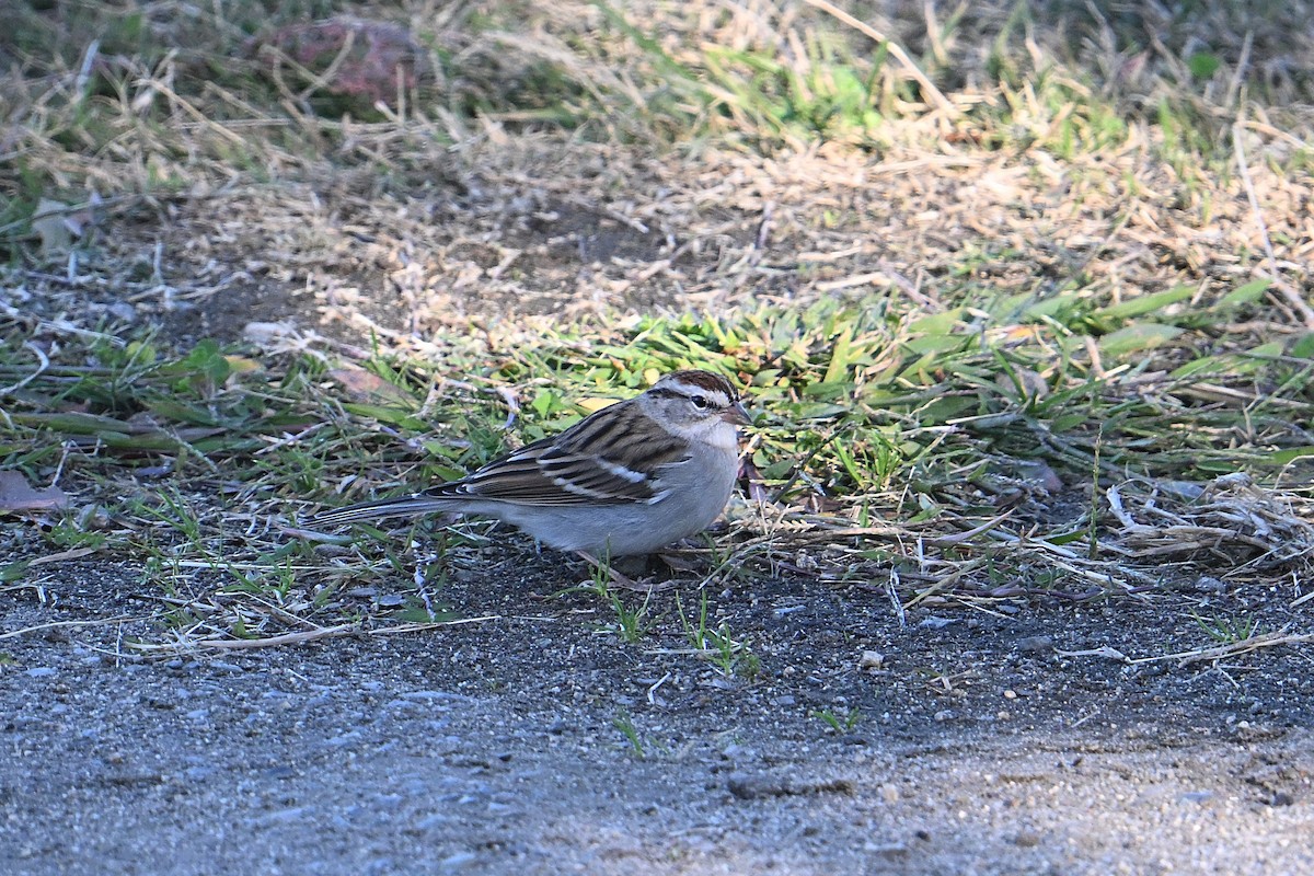 Chipping Sparrow - ML643716669