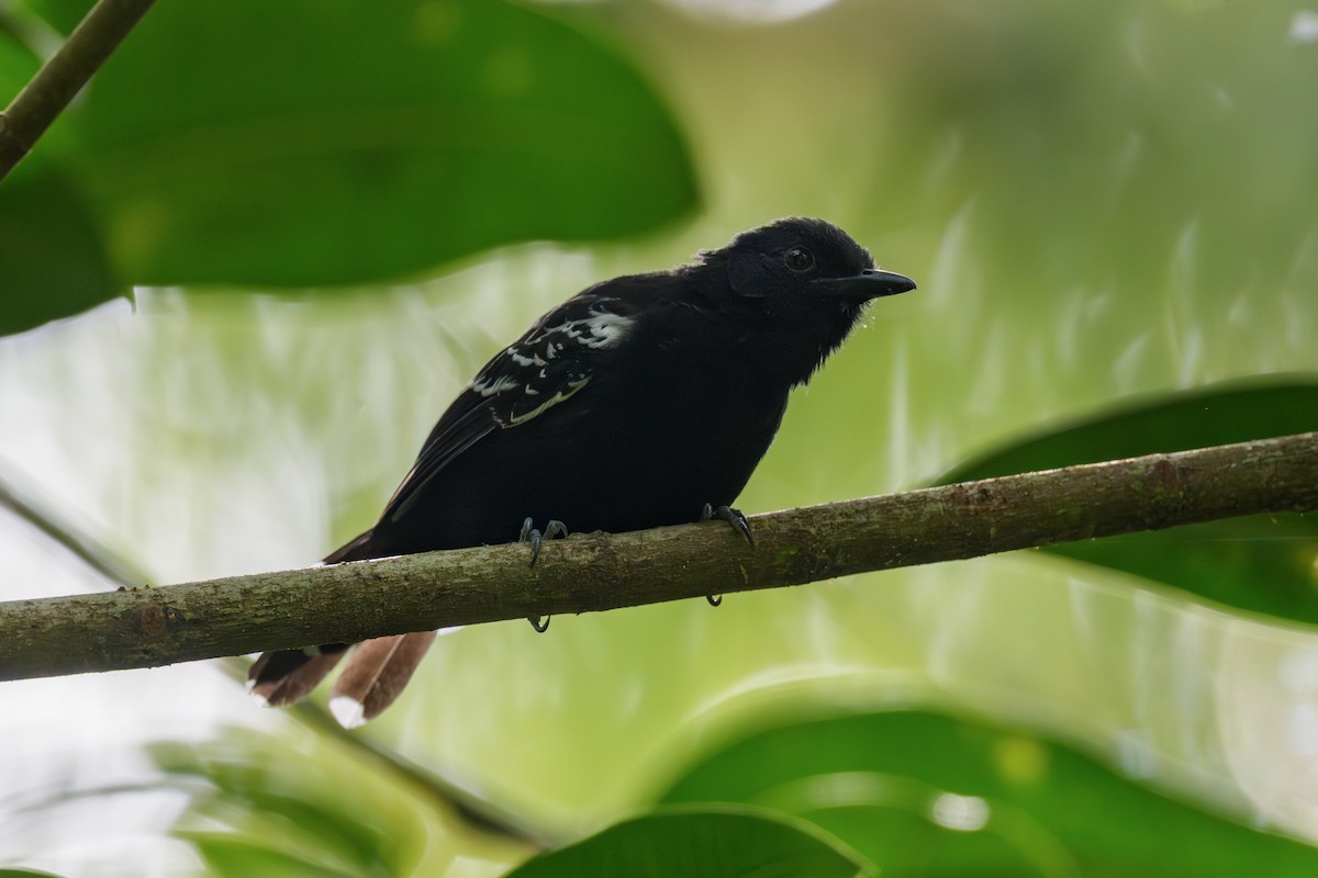 Jet Antbird - ML643716675