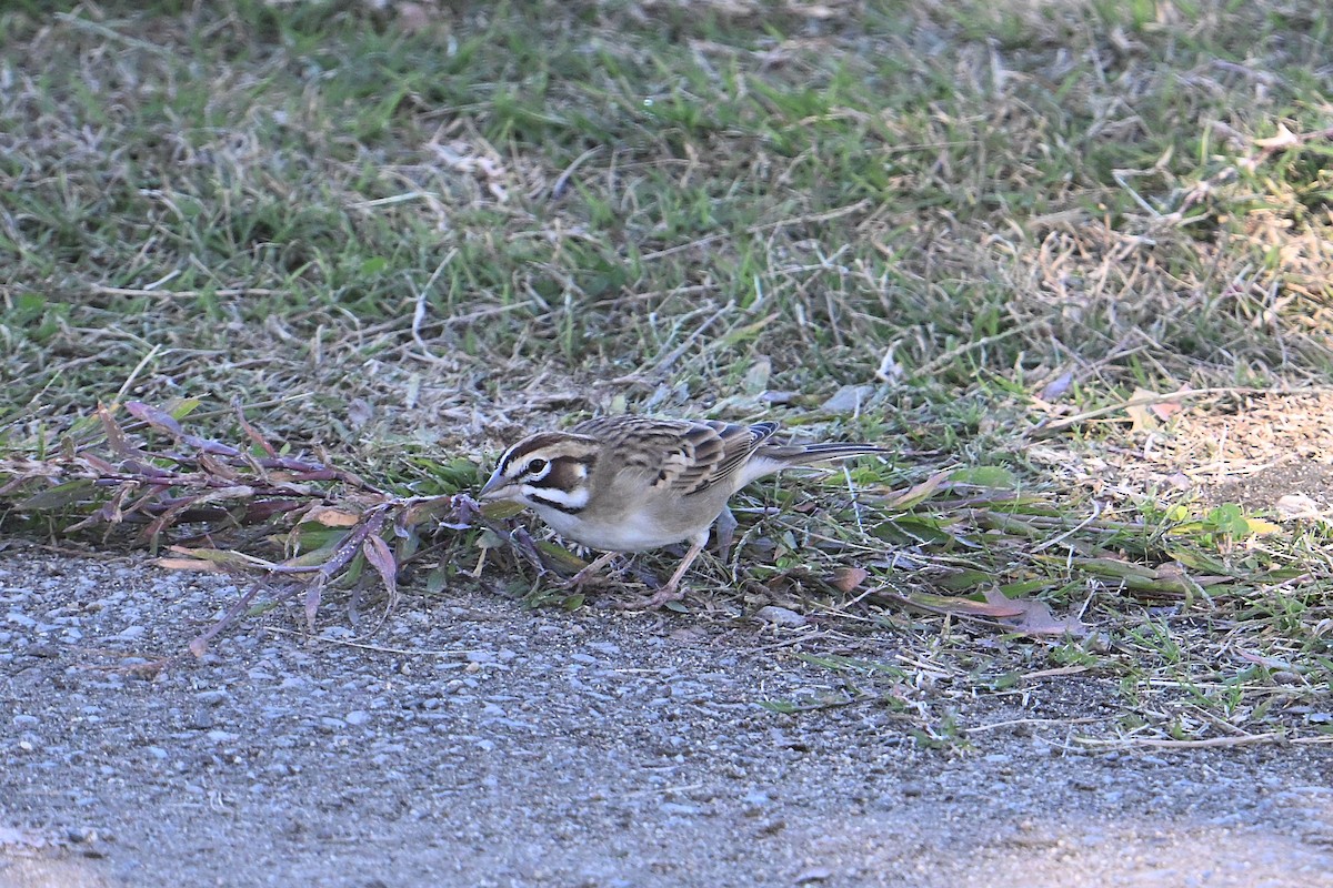 Lark Sparrow - ML643716694