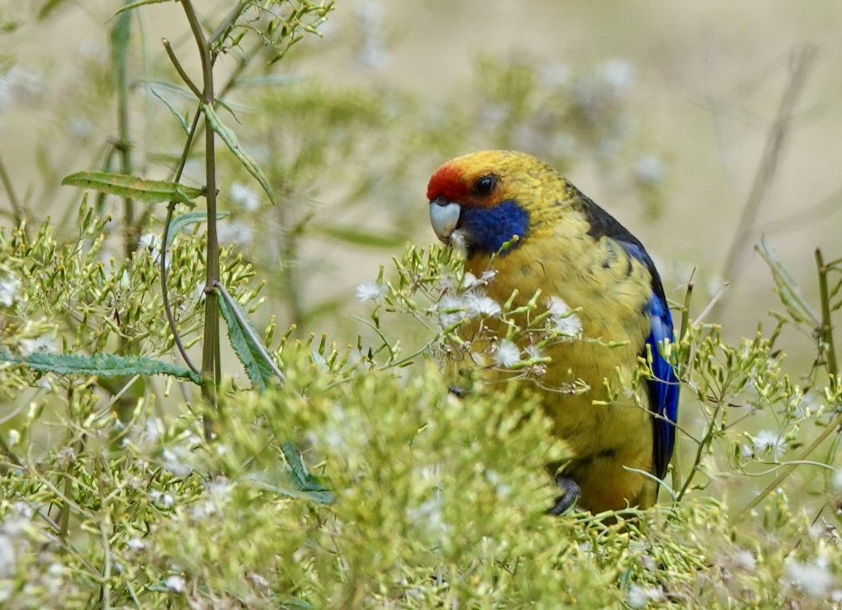 Green Rosella - ML643716699
