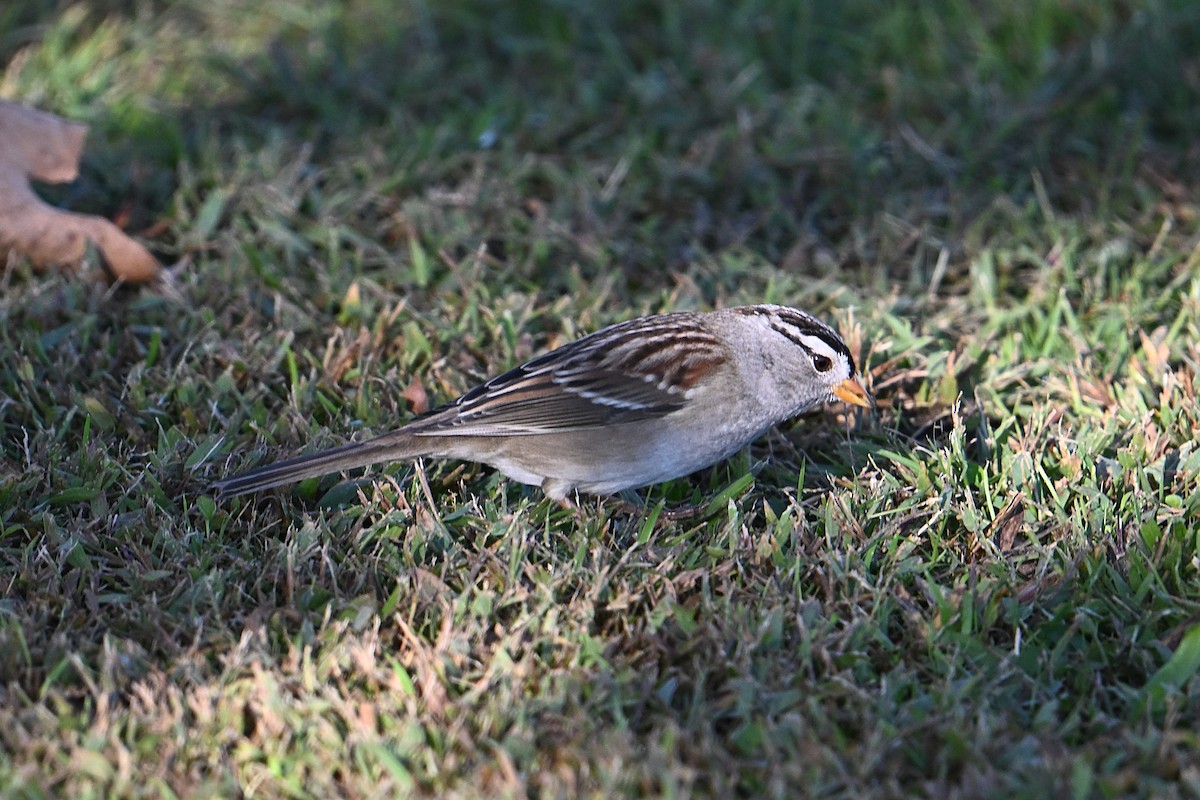 White-crowned Sparrow - ML643716706