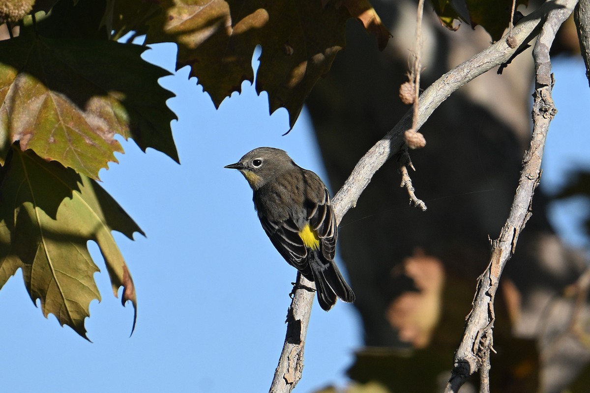 Yellow-rumped Warbler - ML643716737