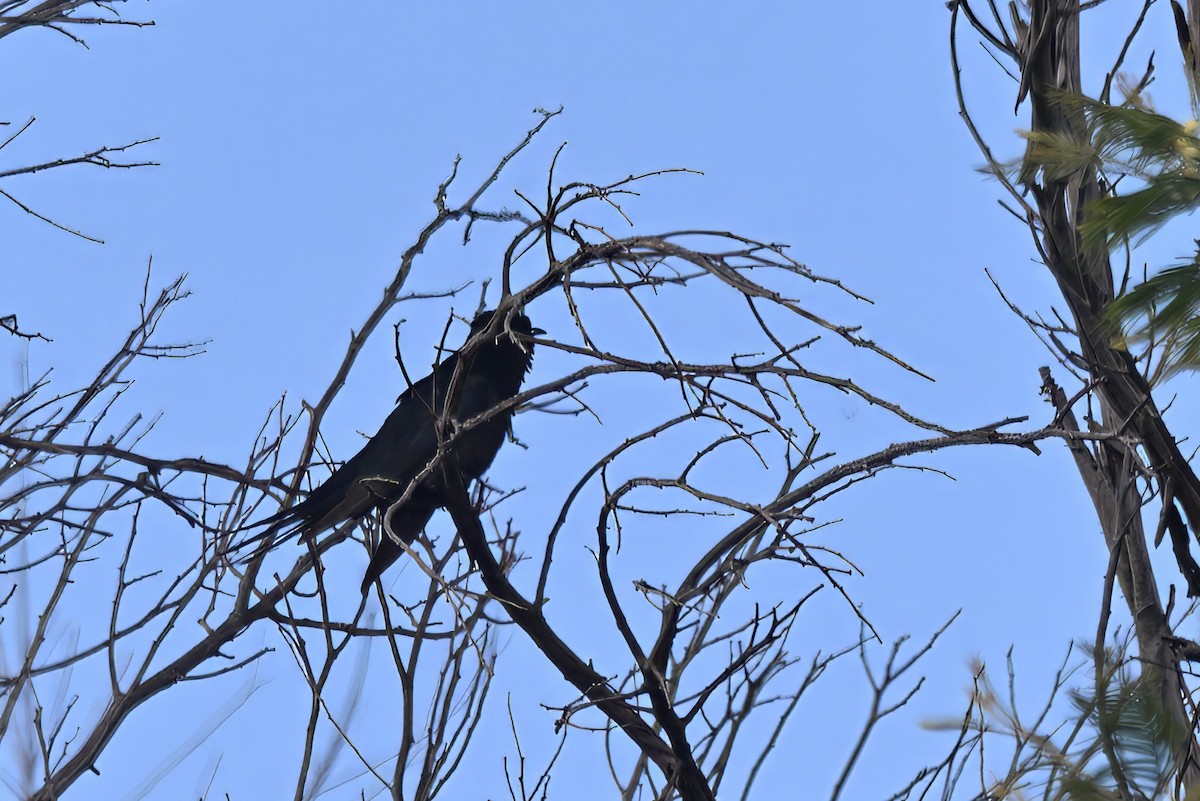 Black Cuckoo - ML643716770
