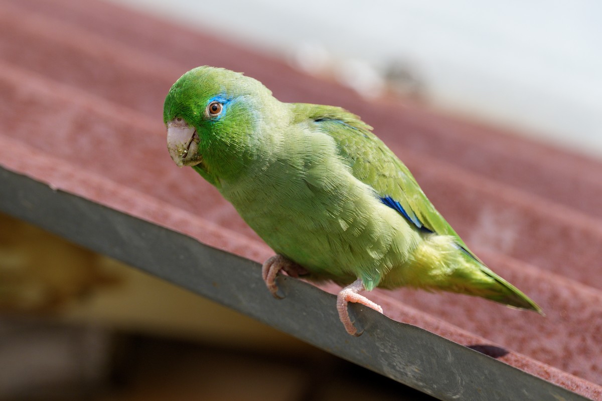 Spectacled Parrotlet - ML643716772