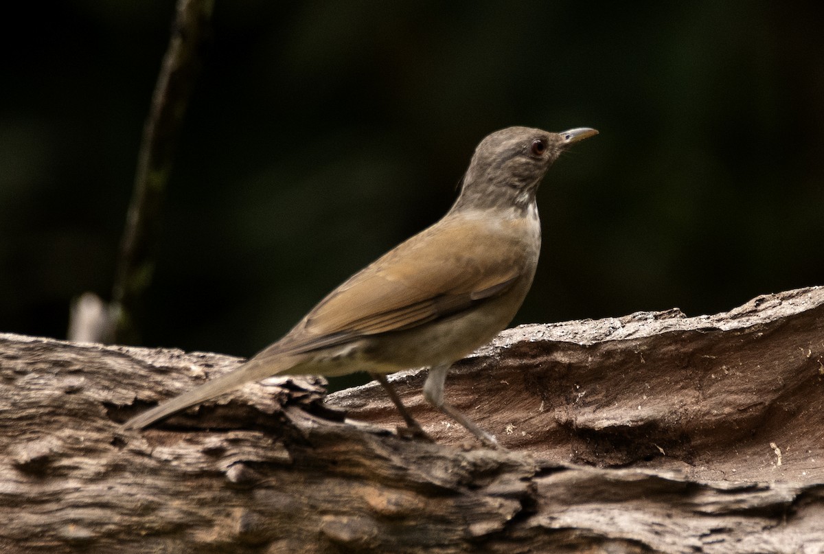 Pale-breasted Thrush - ML643716773