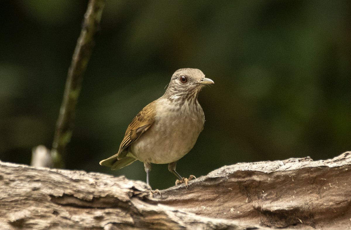 Pale-breasted Thrush - ML643716774