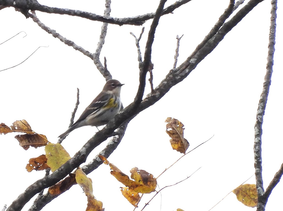 lesňáček žlutoskvrnný - ML643716801