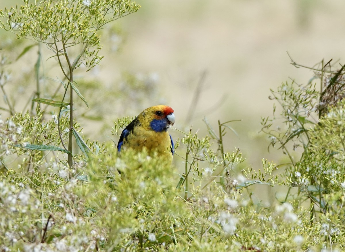 Green Rosella - ML643716803