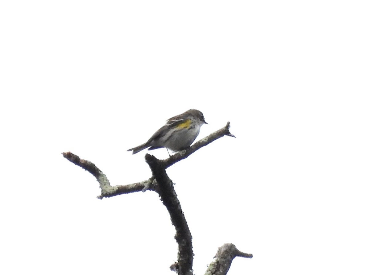 lesňáček žlutoskvrnný - ML643716805