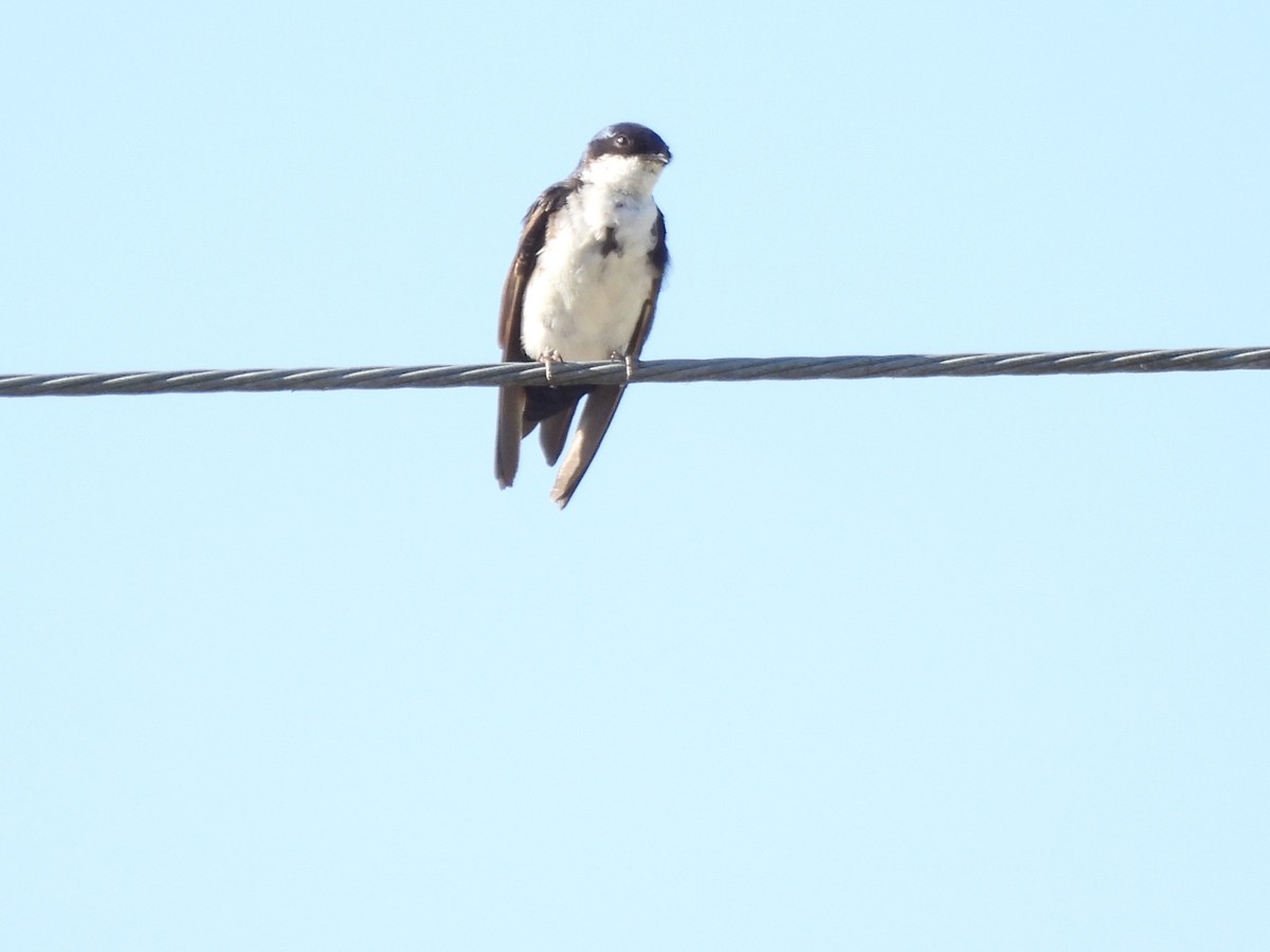 Blue-and-white Swallow - ML643716806