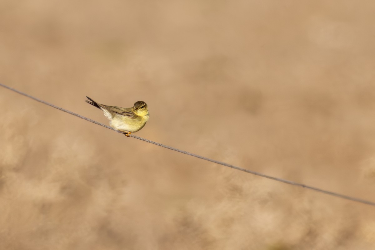 Willow Warbler - ML643716813
