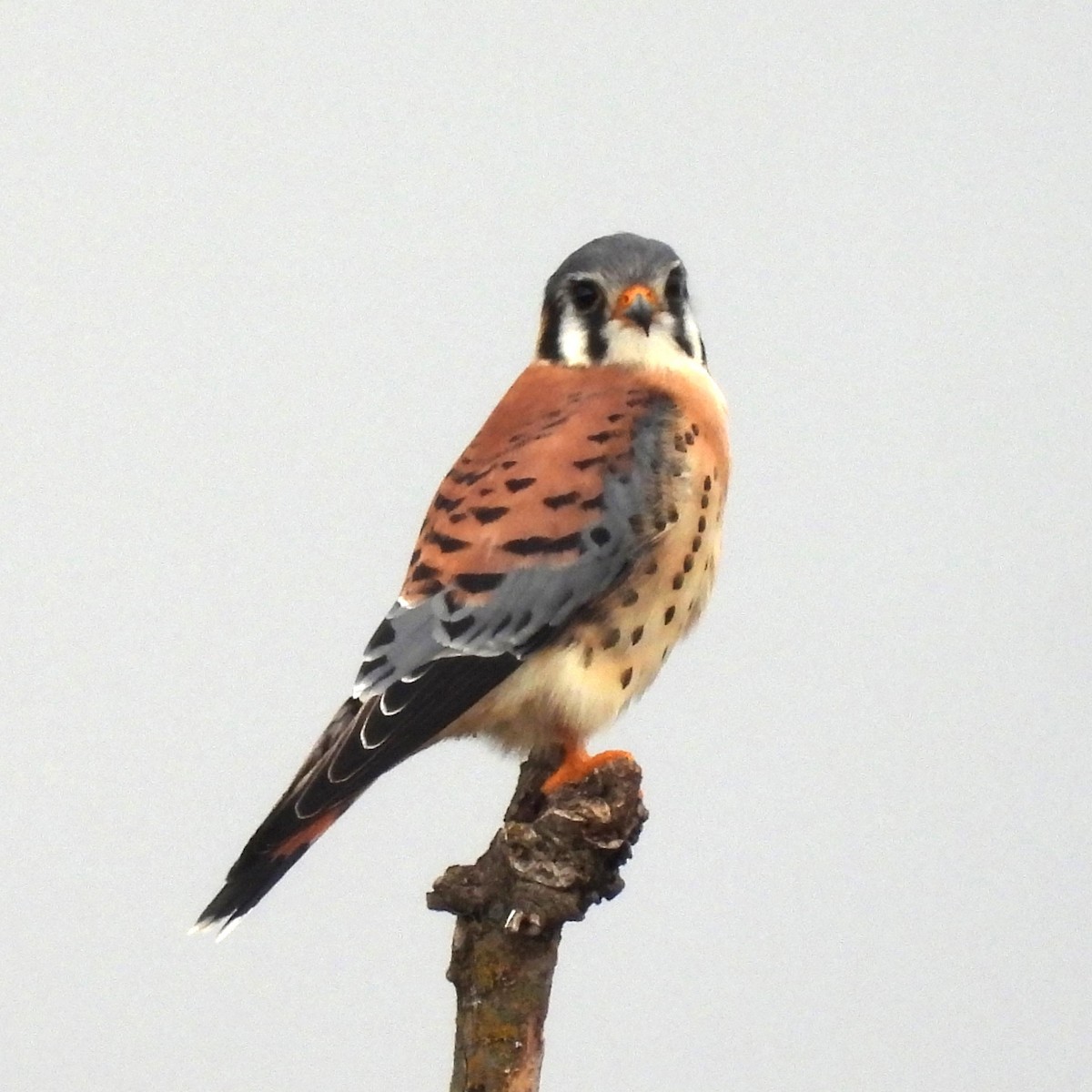 American Kestrel - ML643716824