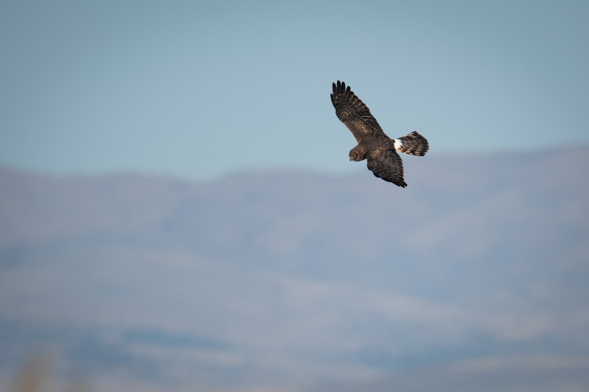 Northern Harrier - ML643716832