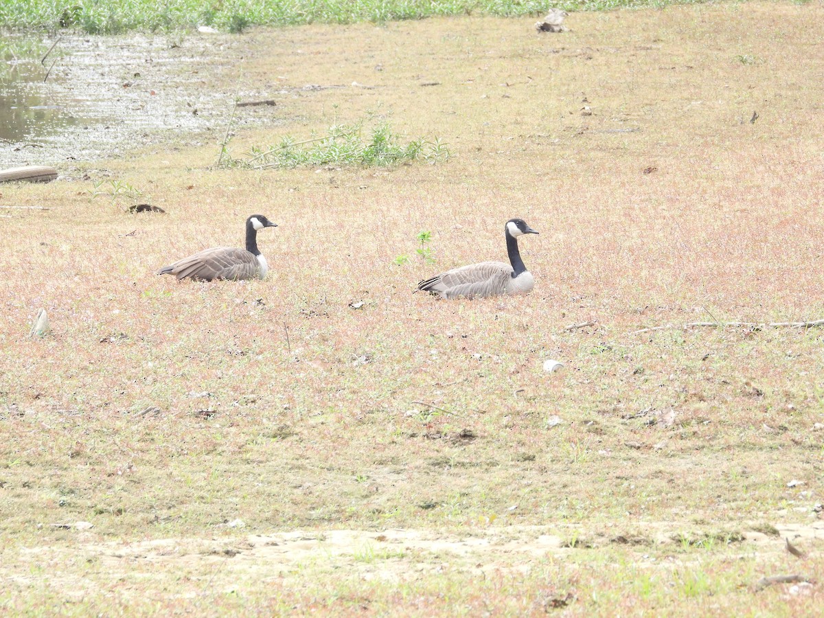 kanadagås - ML643716846