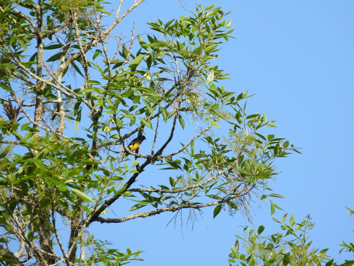 Yellow-bellied Siskin - ML643716851