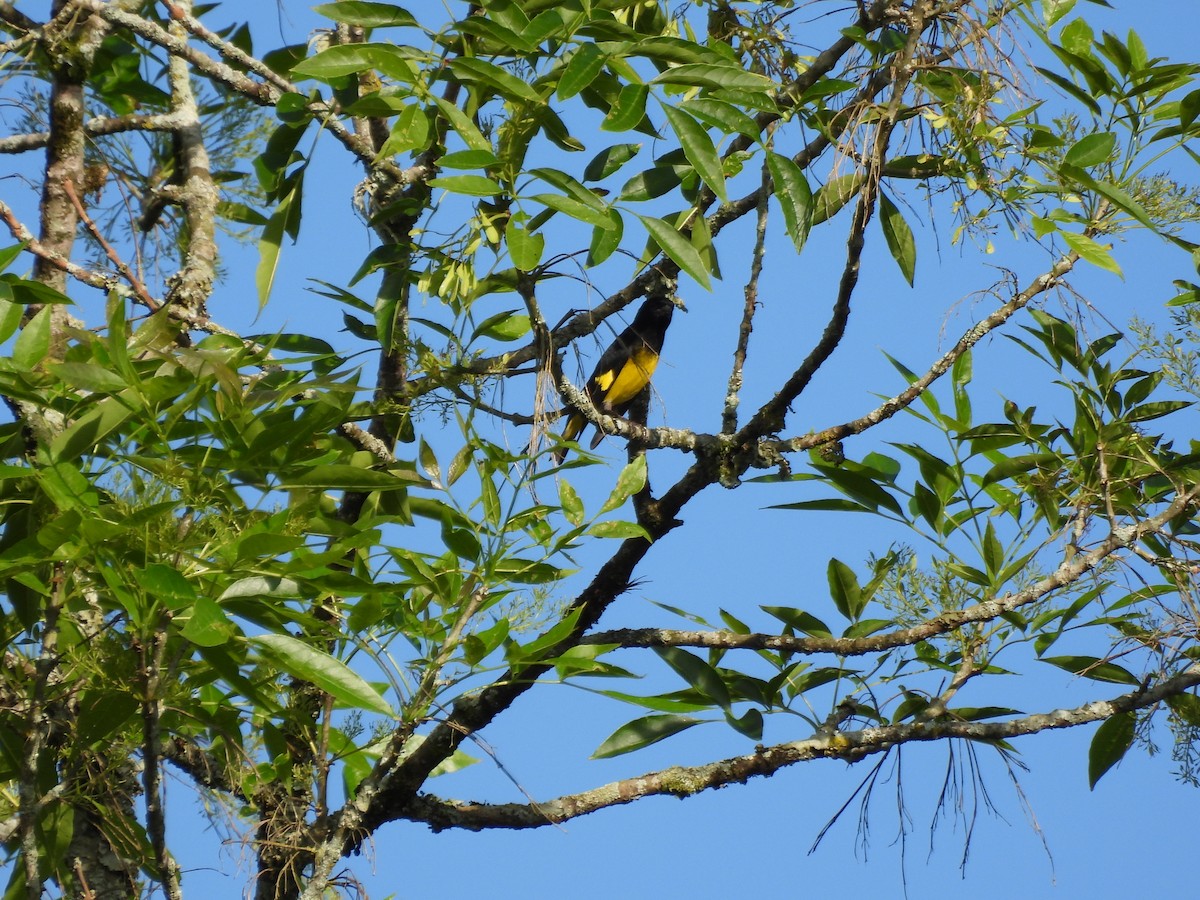 Yellow-bellied Siskin - ML643716854