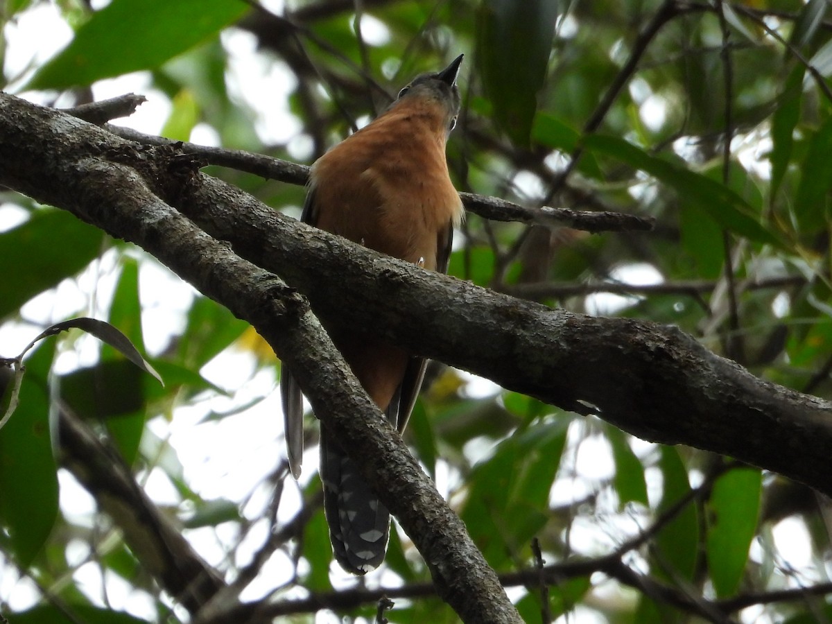 Chestnut-breasted Cuckoo - ML643716862