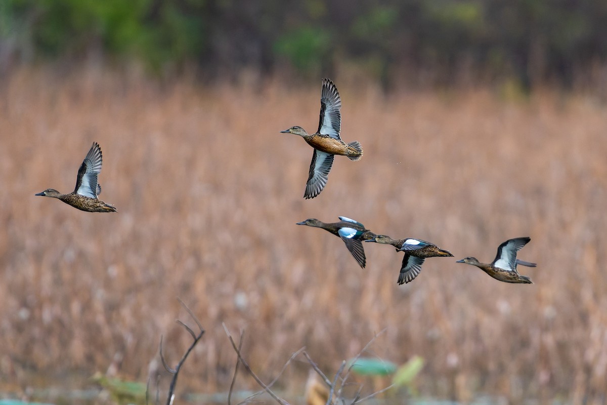 Blue-winged Teal - ML643716898