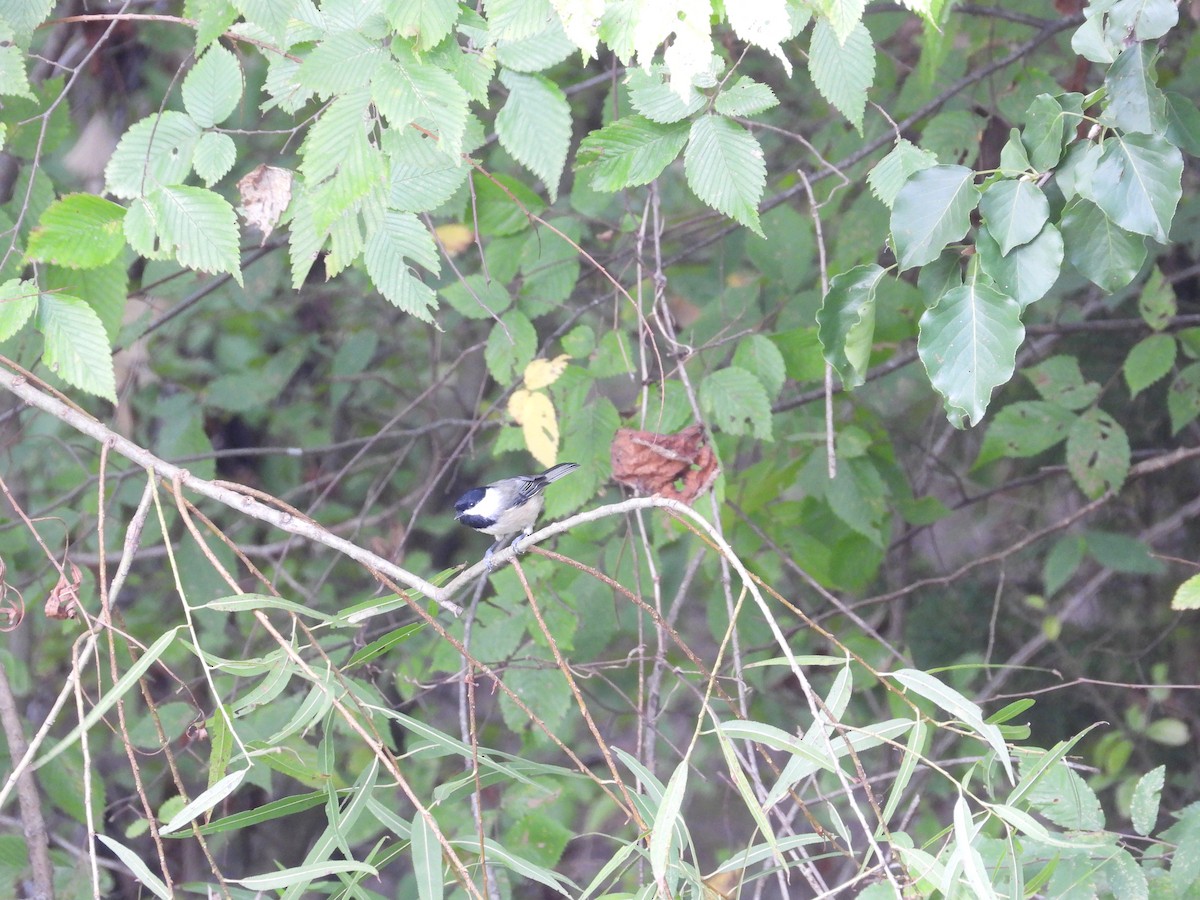 Carolina Chickadee - ML643716901
