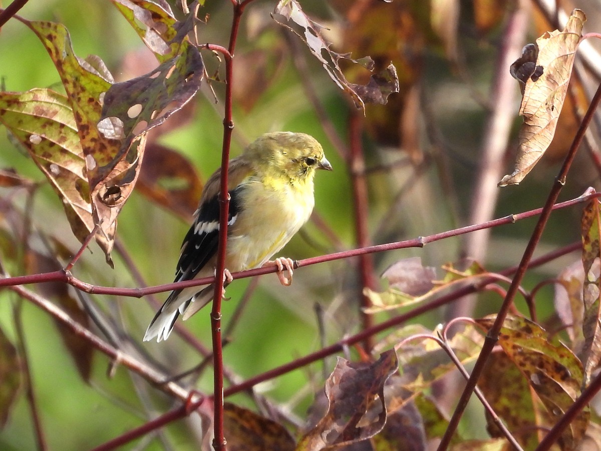 čížek žlutý - ML643716904