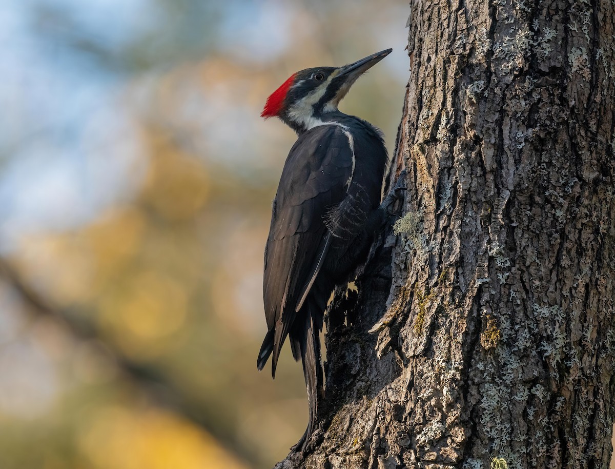 Pileated Woodpecker - ML643716908