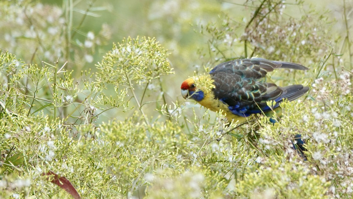 Green Rosella - ML643716935