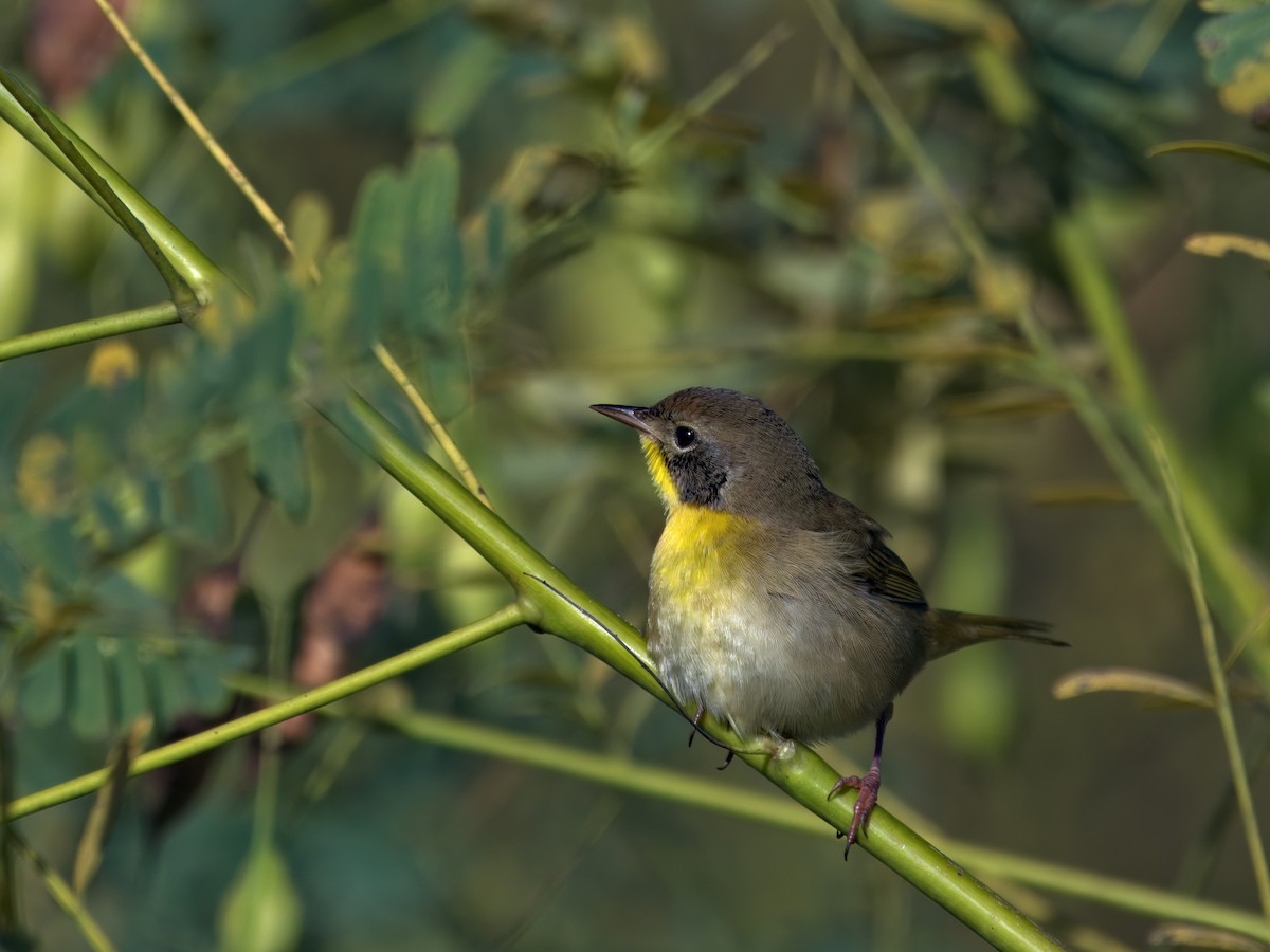 Common Yellowthroat - ML643716937