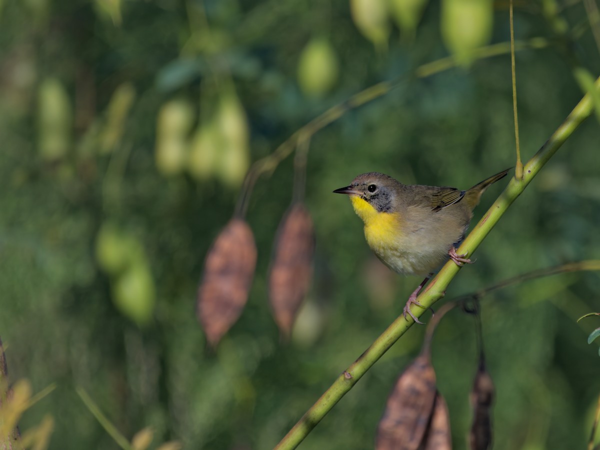 Common Yellowthroat - ML643716938