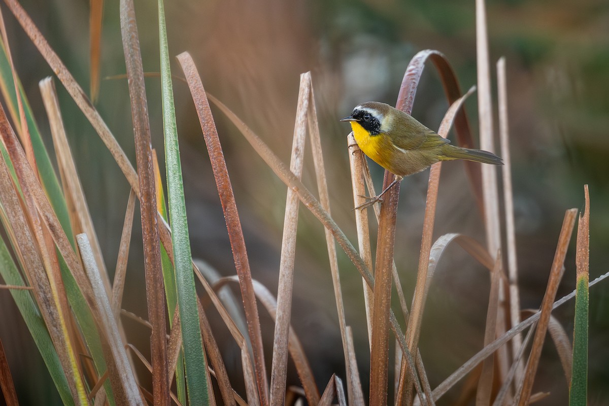 Common Yellowthroat - ML643716950