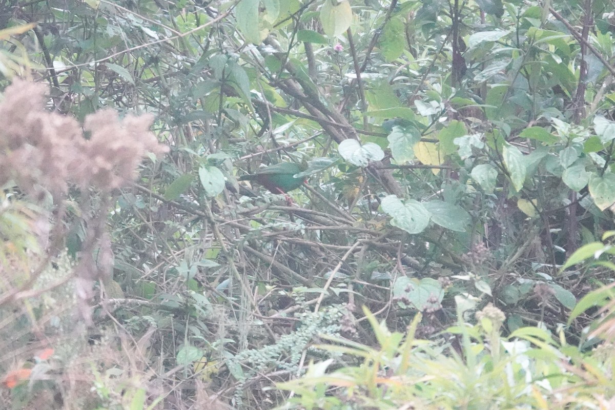 Grass-green Tanager - ML643716972