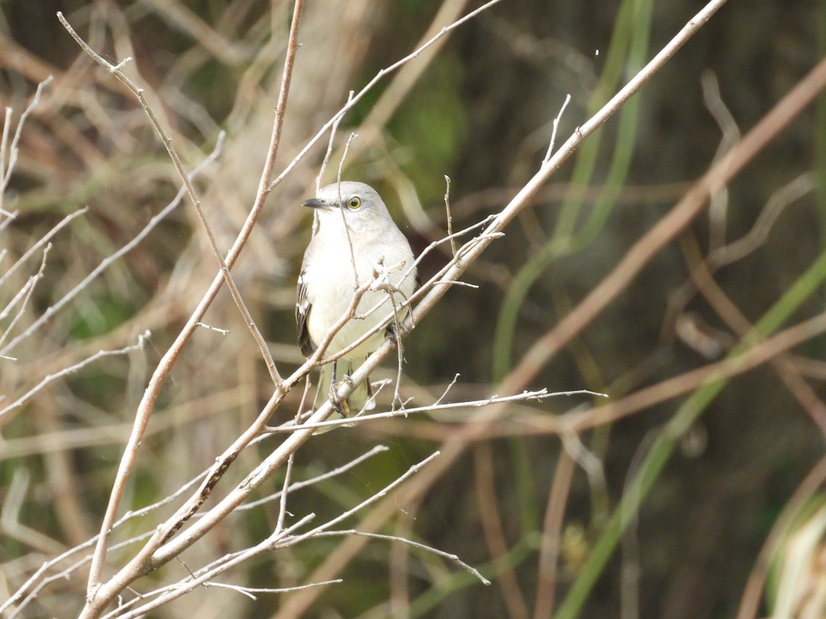 sangspottefugl - ML643716973