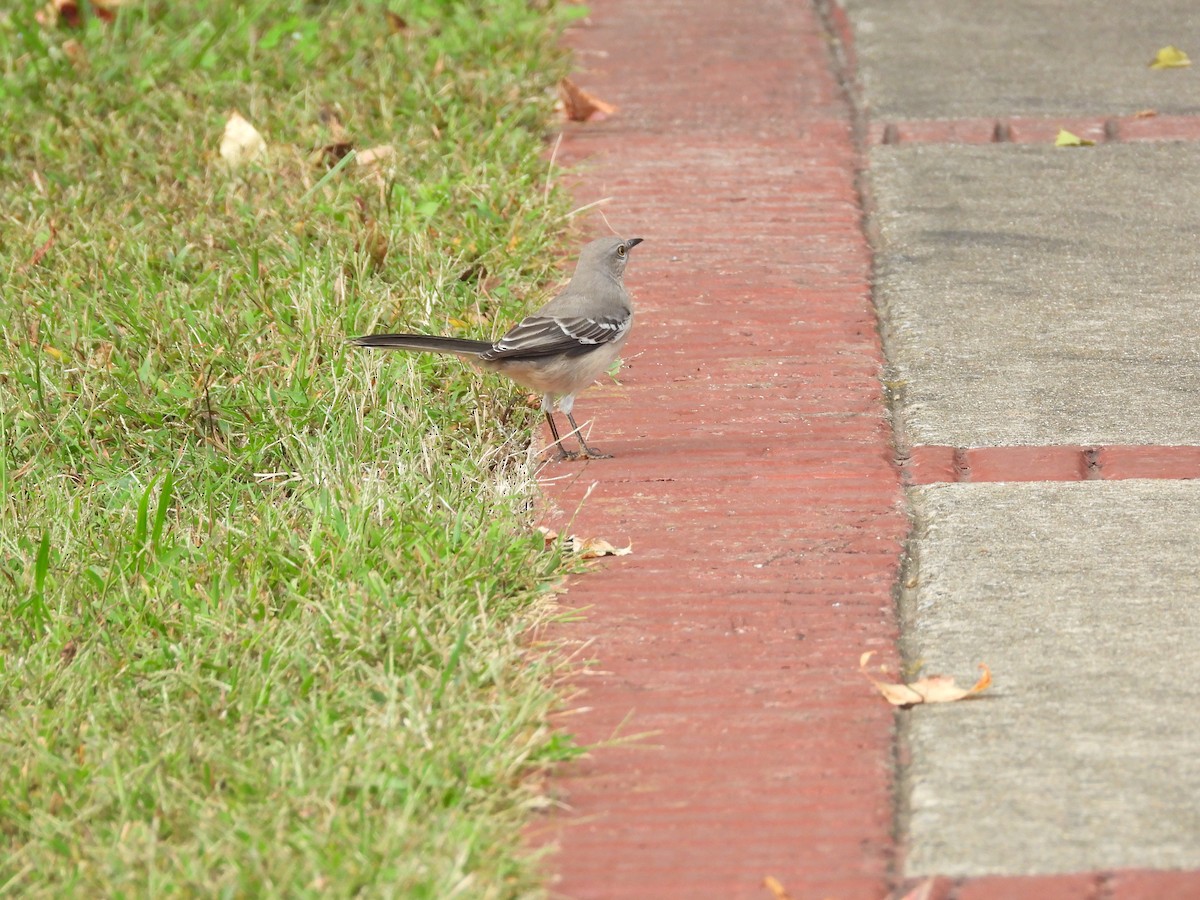 sangspottefugl - ML643716974