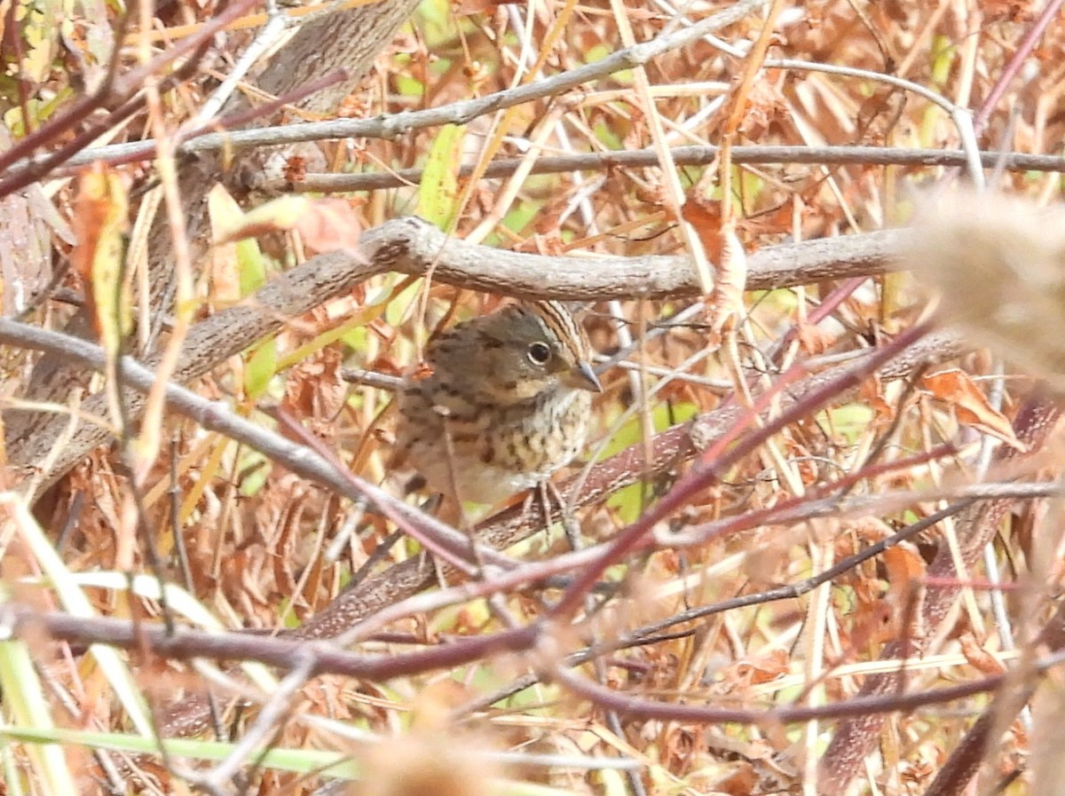 strnadec pruhohlavý - ML643716977