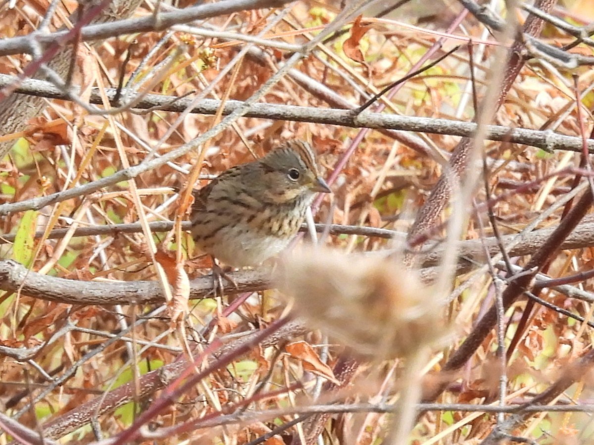 strnadec pruhohlavý - ML643716980