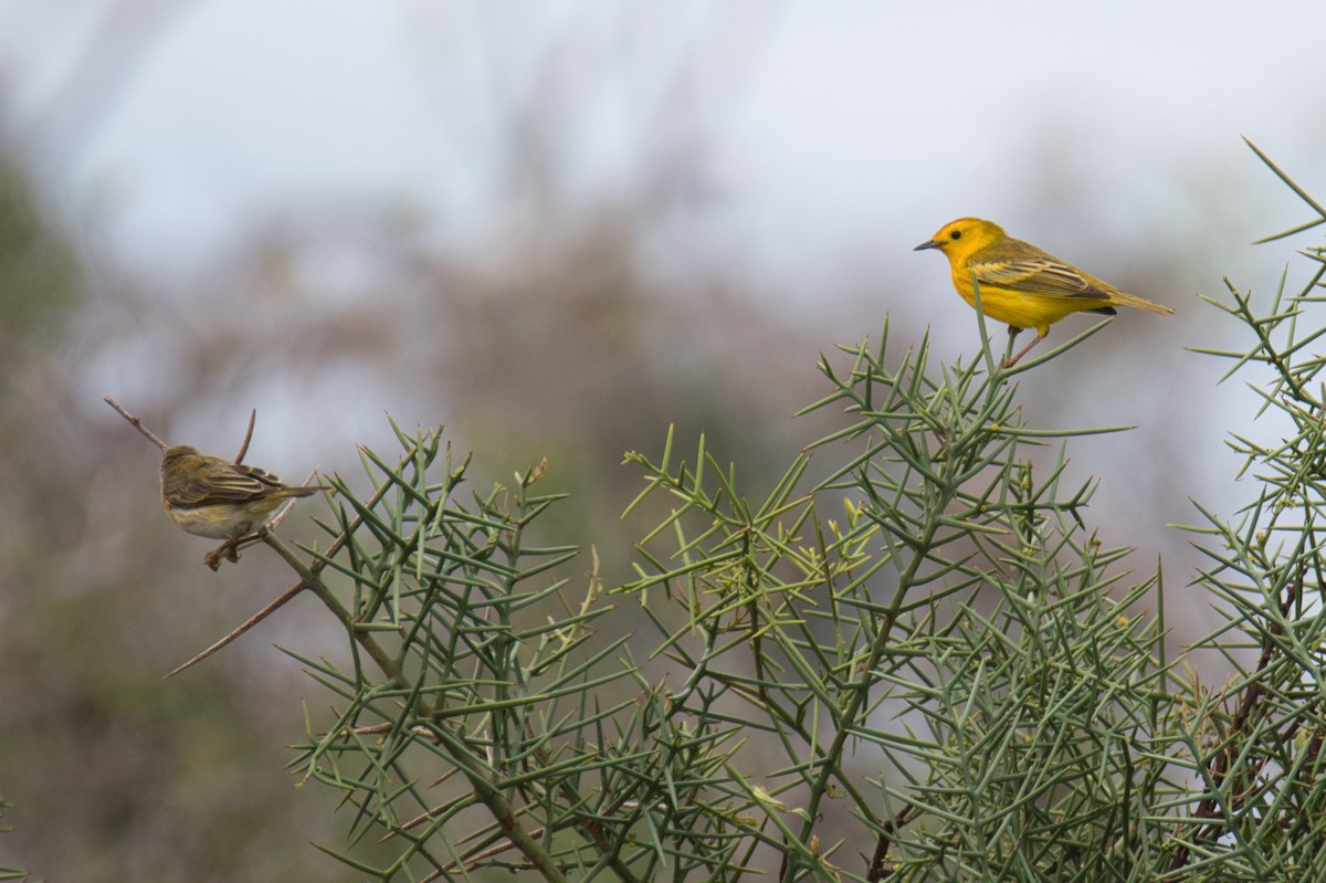 Mangrove Yellow Warbler - ML643716985
