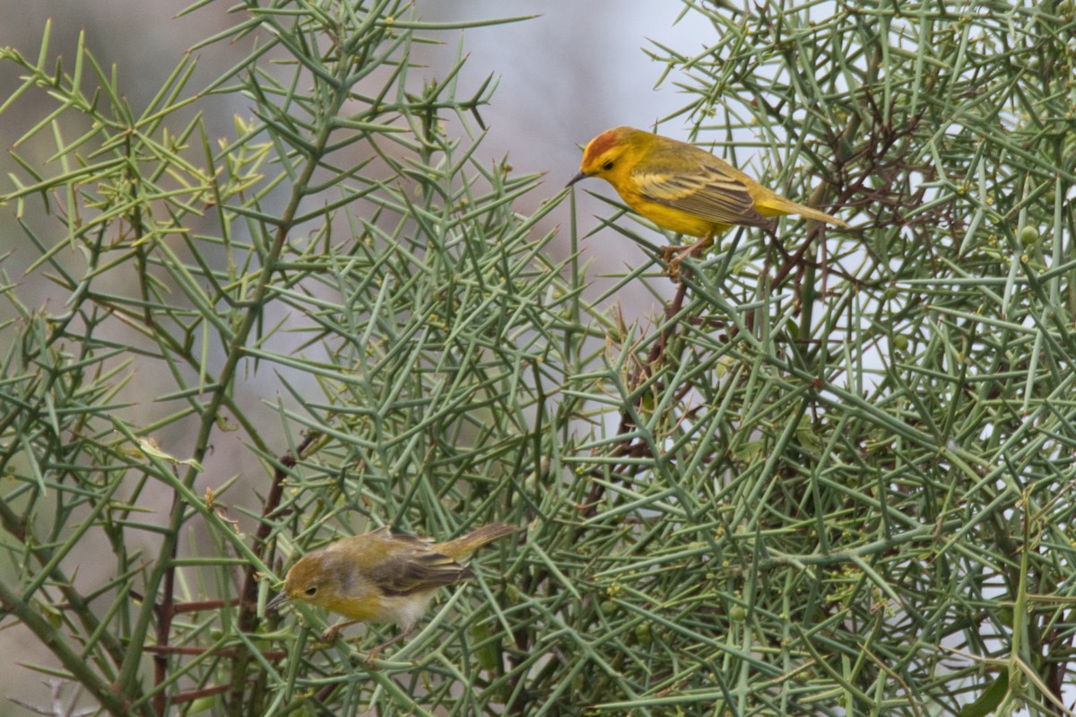 Mangrove Yellow Warbler - ML643716986